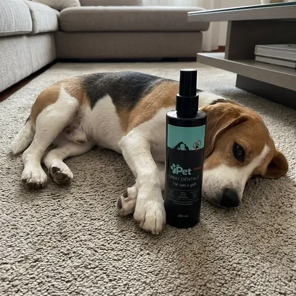 Φωτογραφία με Beagle και το μπουκάλι Pet Smile